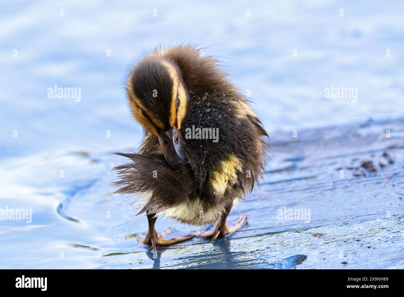 Stockenten-Youngster, der sich auf einem Holzdeck am Enenteich (Anas platyrhynchos) weidet Stockfoto