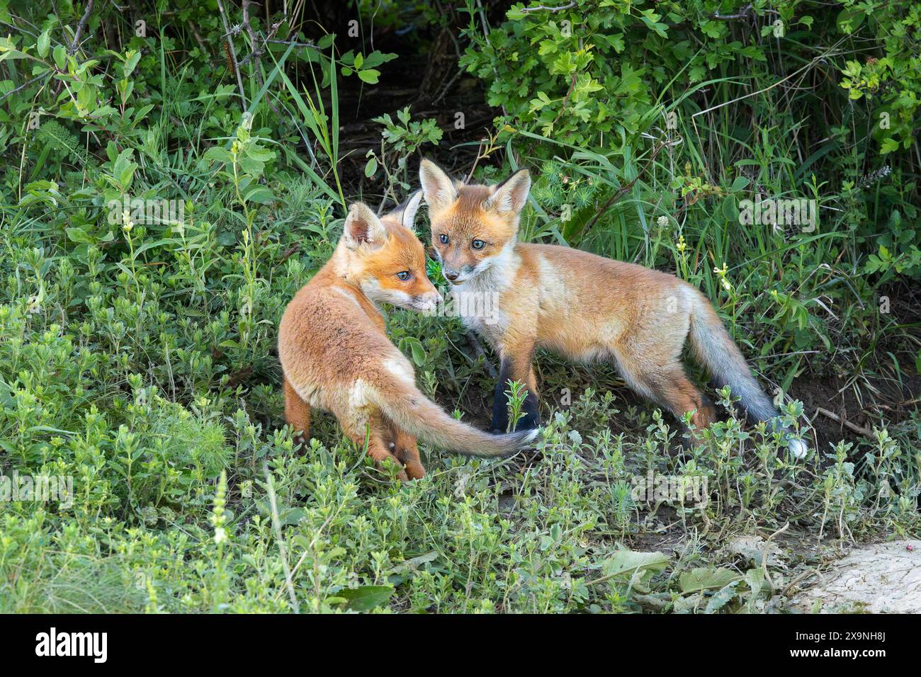 Zwei junge Rotfuchsbrüder stehen zusammen in der Nähe der Höhle, Tiere in natürlicher Umgebung (Vulpes vulpes) Stockfoto