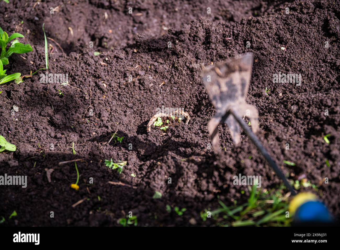 Setzlinge in einen Topf in den Boden Pflanzen. Garten, Landwirtschaft Stockfoto