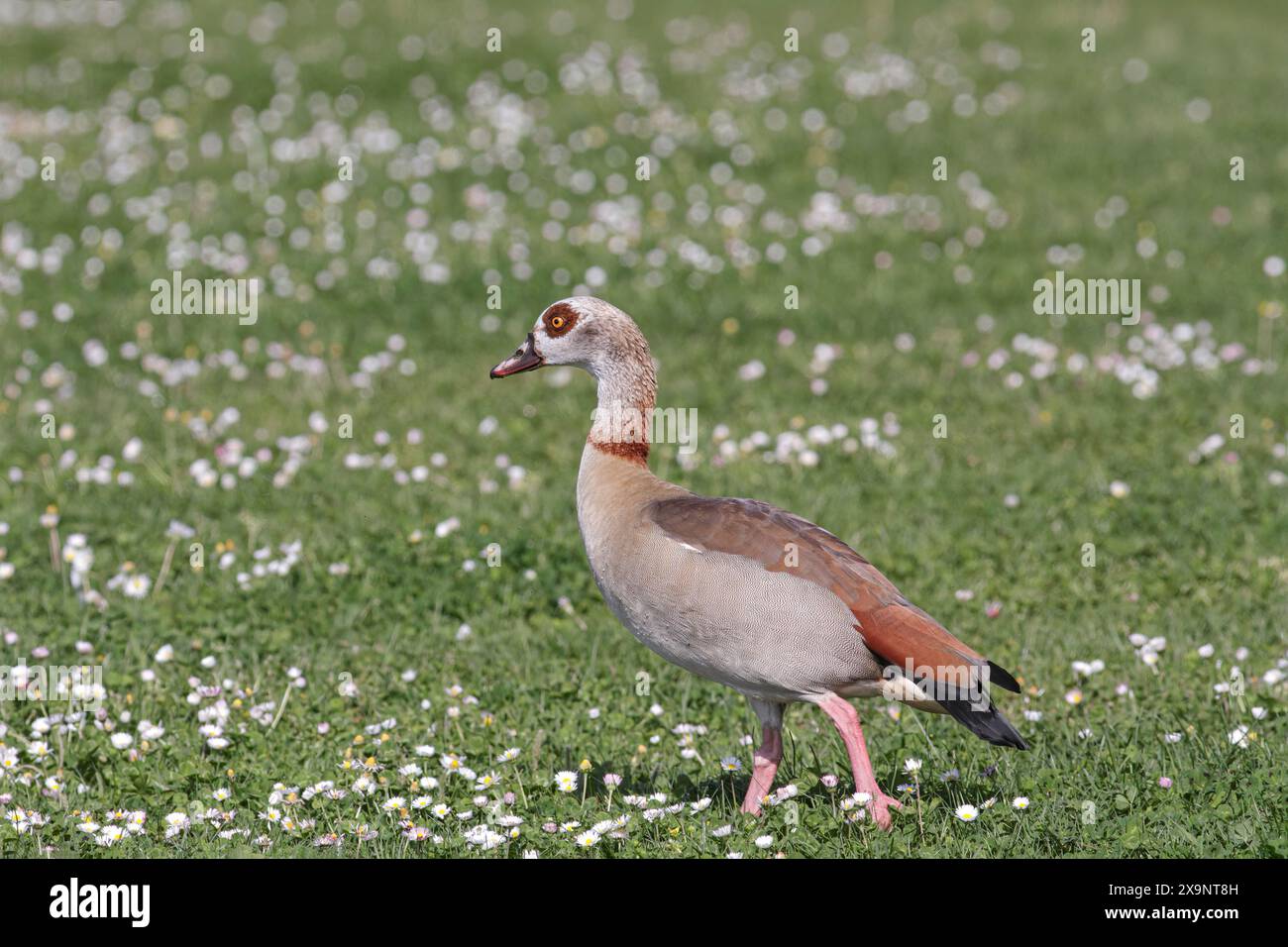 Nahaufnahme einer ägyptischen Gans auf einer Wiese an der Grenze zum Fluss Douro während seiner Fütterungstätigkeit, nördlich von Portugal. Stockfoto