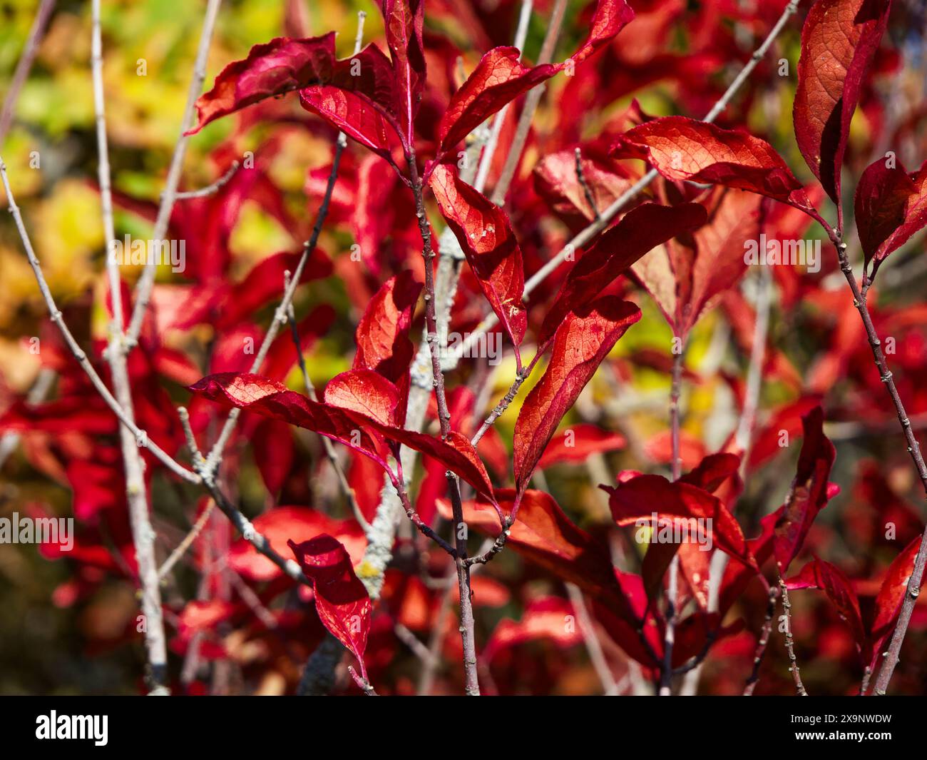 Scharfe rote Blätter, sanftes Grün und gelber Hintergrund, symbolisieren saisonale Veränderungen, das Bild fühlt sich lebendig an. Stockfoto