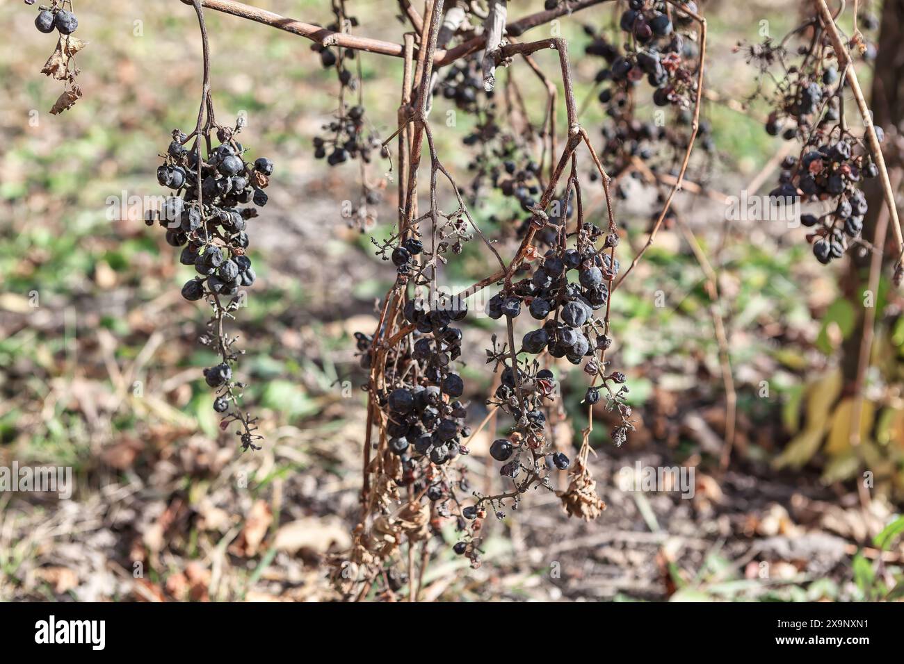 Trockene Trauben an einer Rebe, die Anzeichen von schlechter Ernte zeigt. Nicht kultivierte schwarze Trauben Stockfoto