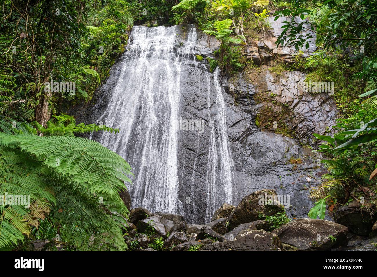 Am Fuße der La Coca fällt der El yunque National Forest puerto rico Stockfoto