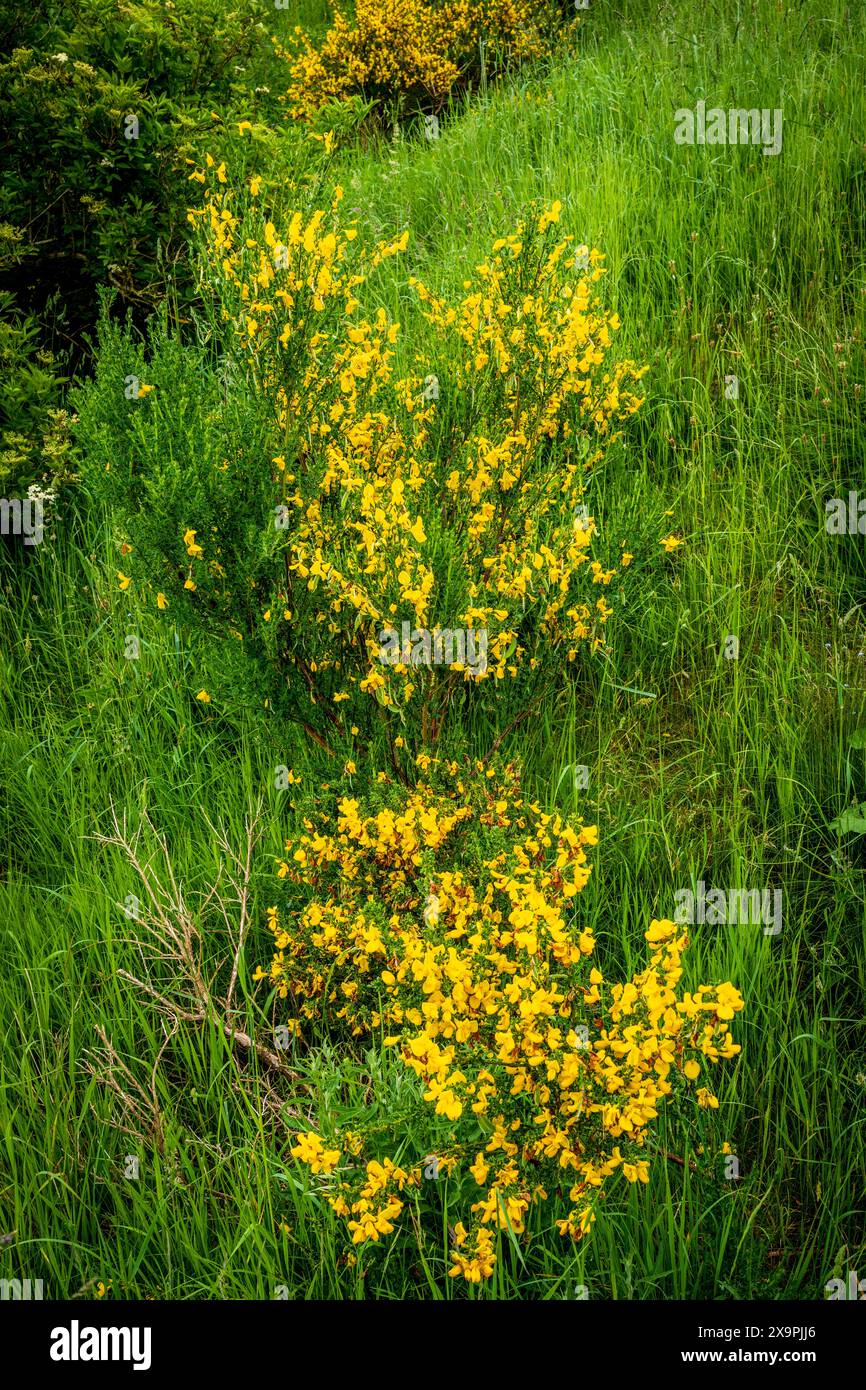 Nahaufnahme von Broom blüht an der schottischen Grenze in der Nähe der Stadt Broughtonroadside Stockfoto