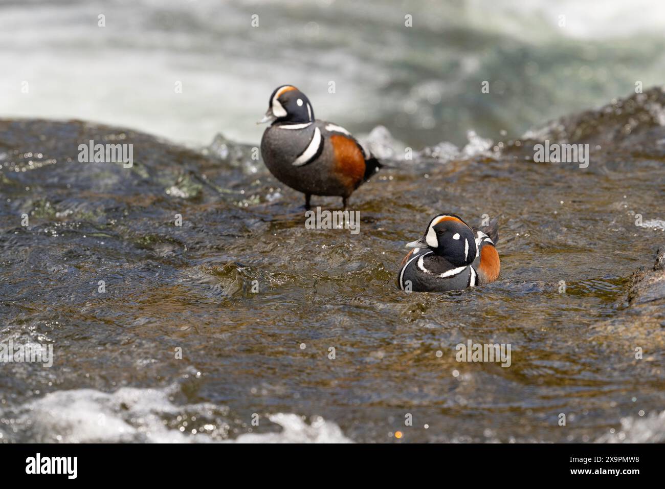 Zwei männliche Harlekin-Enten ruhen im LeHardy Rapids Yellowstone National Park Stockfoto