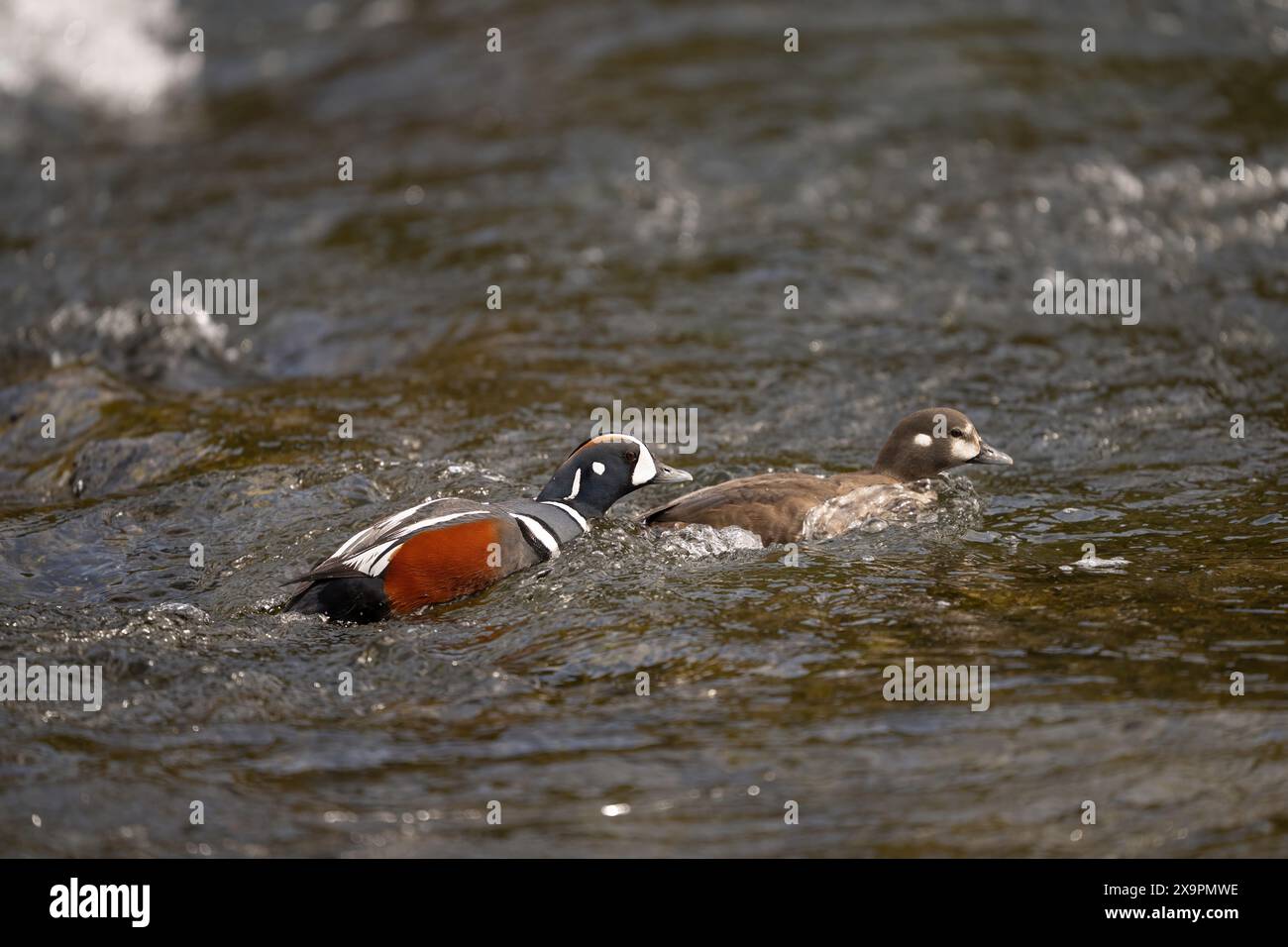 Harlequin-Entenzucht – männliche Harlequin-Ente jagt ein Weibchen in LeHardy Rapids im Yellowstone-Nationalpark Stockfoto