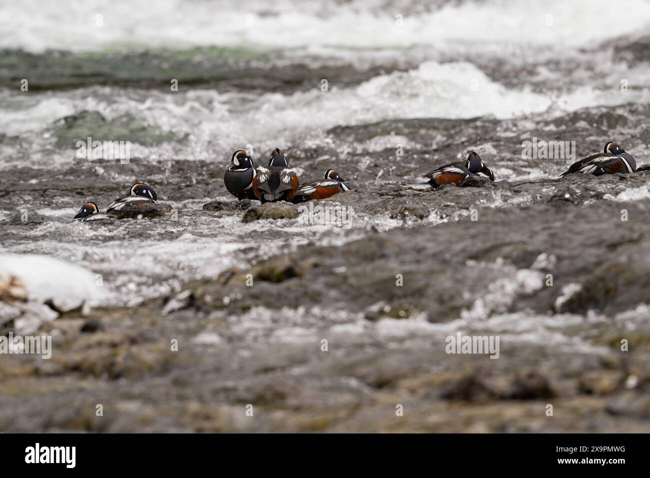 Eine Gruppe von Harlekinenten, die auf Felsen bei LeHardy Rapids im Yellowstone-Nationalpark ruhen Stockfoto