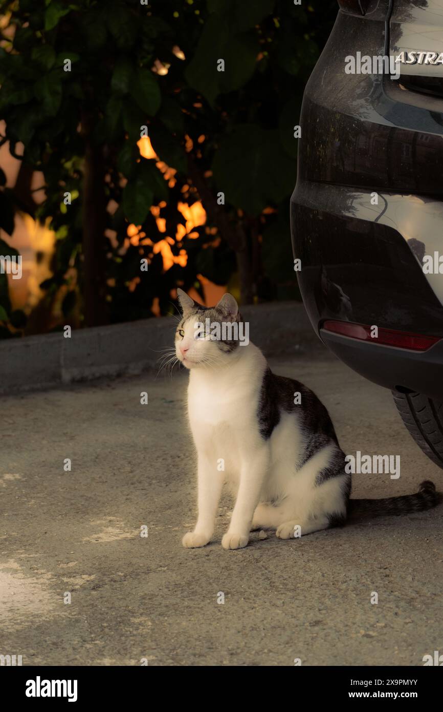 Kleiner Kumpel, süße Katze, ruht neben einem Auto in einem ruhigen Garten, in Kroatien auf der Insel Preko, Uglijan. Stockfoto