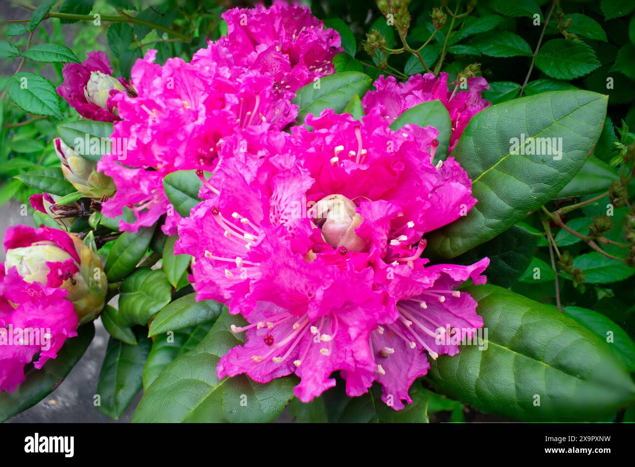 Fokussiertes gestapeltes Bild neu geöffneter Rhododendronblüten in der Mitte des Frühjahrs 2006 Stockfoto