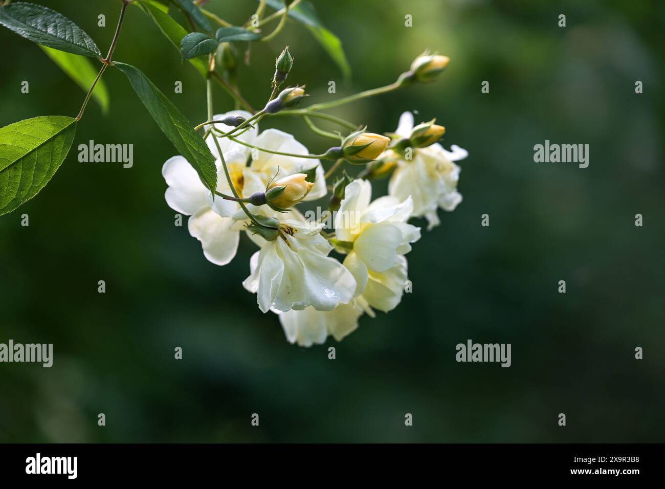 Cremegelbe umherziehende Rose mit Knospen und Blüten vor dunkelgrünem Hintergrund, genannt Rosa Christine Helene, Grußkarte oder Gartenkonzept, Kopie Stockfoto