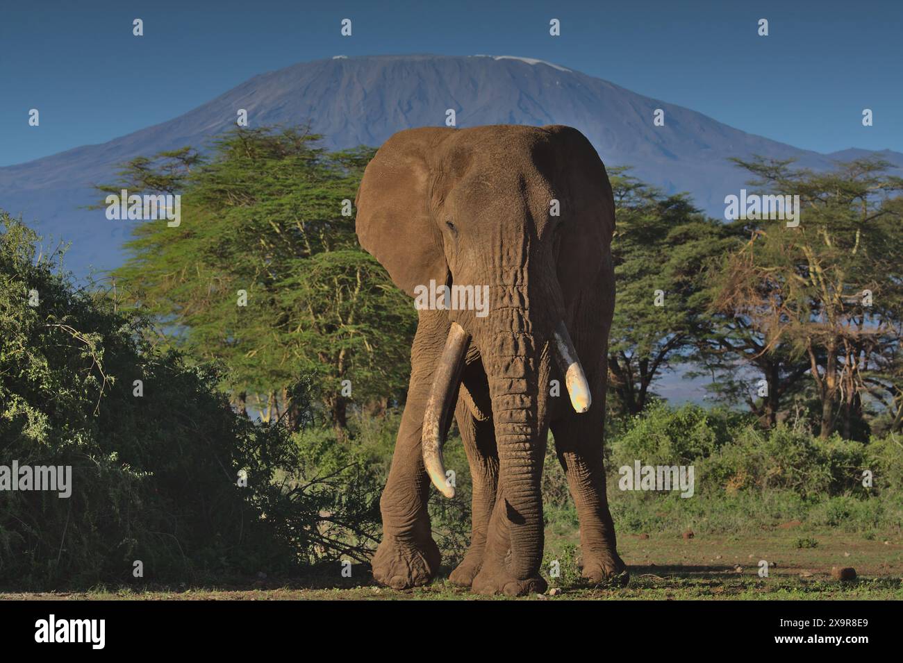 Frontprofil des afrikanischen Bullenelefanten, der mit dem kilimandscharo im Hintergrund vor einem blauen Himmel in der wilden Savanne des Kimanas steht Stockfoto