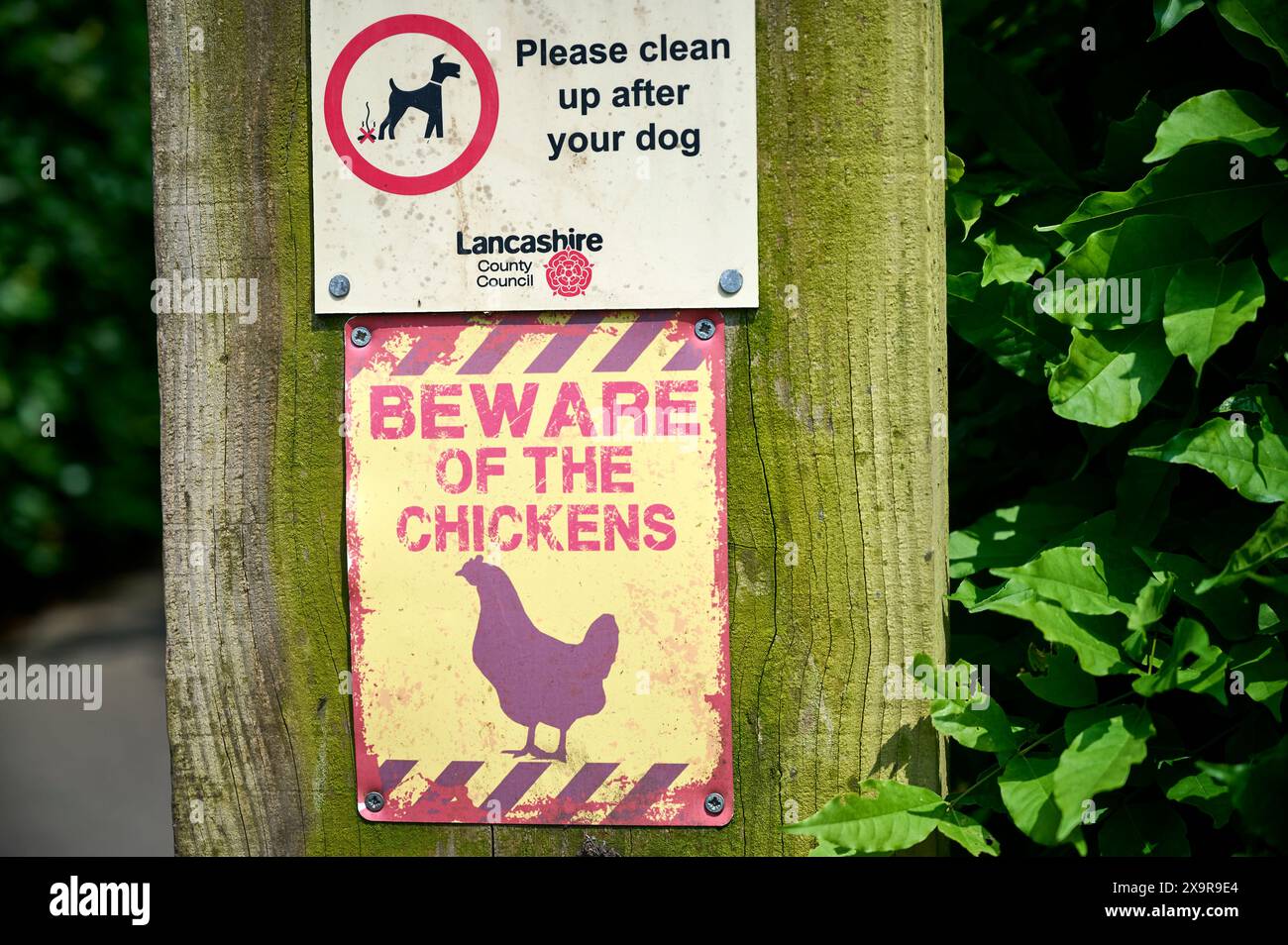 Hüten Sie sich vor dem Schild für Hühner auf dem Pfosten in ländlichen Gebieten Stockfoto