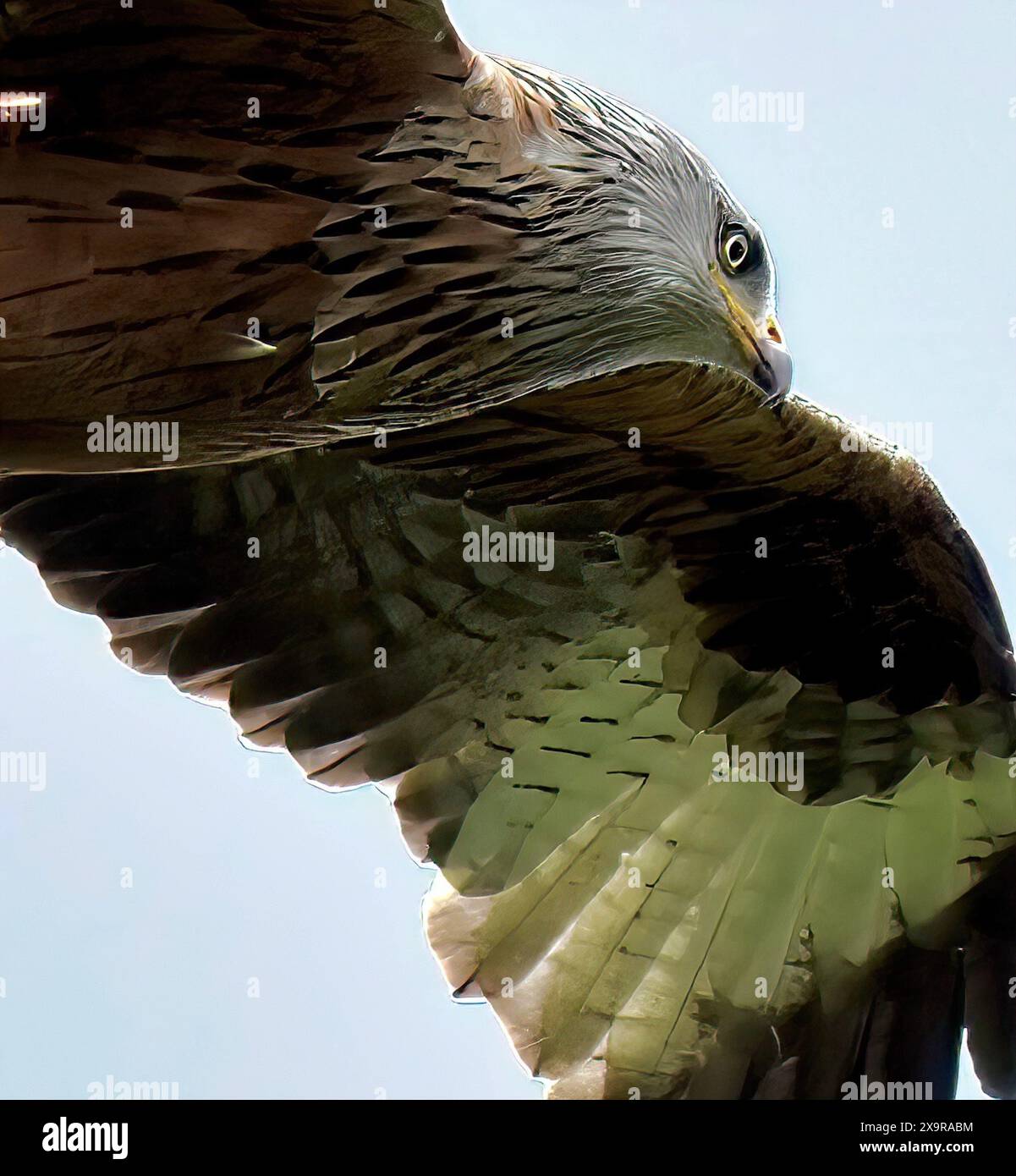 Red Kite (Milvus milvus), (Detail, Kopf, Flügel), College Lake Nature Reserve, Chilterns, AONB, Tring, Hertfordshire Stockfoto