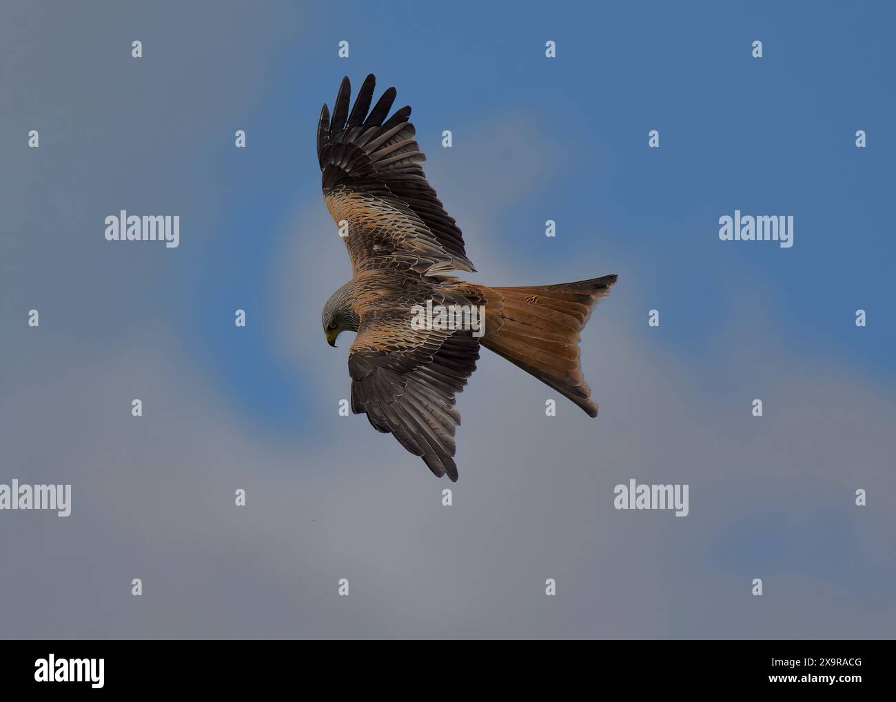 Red Kite (Milvus milvus) im Flug, College Lake Nature Reserve, Chilterns, AONB, Tring, Hertfordshire Stockfoto