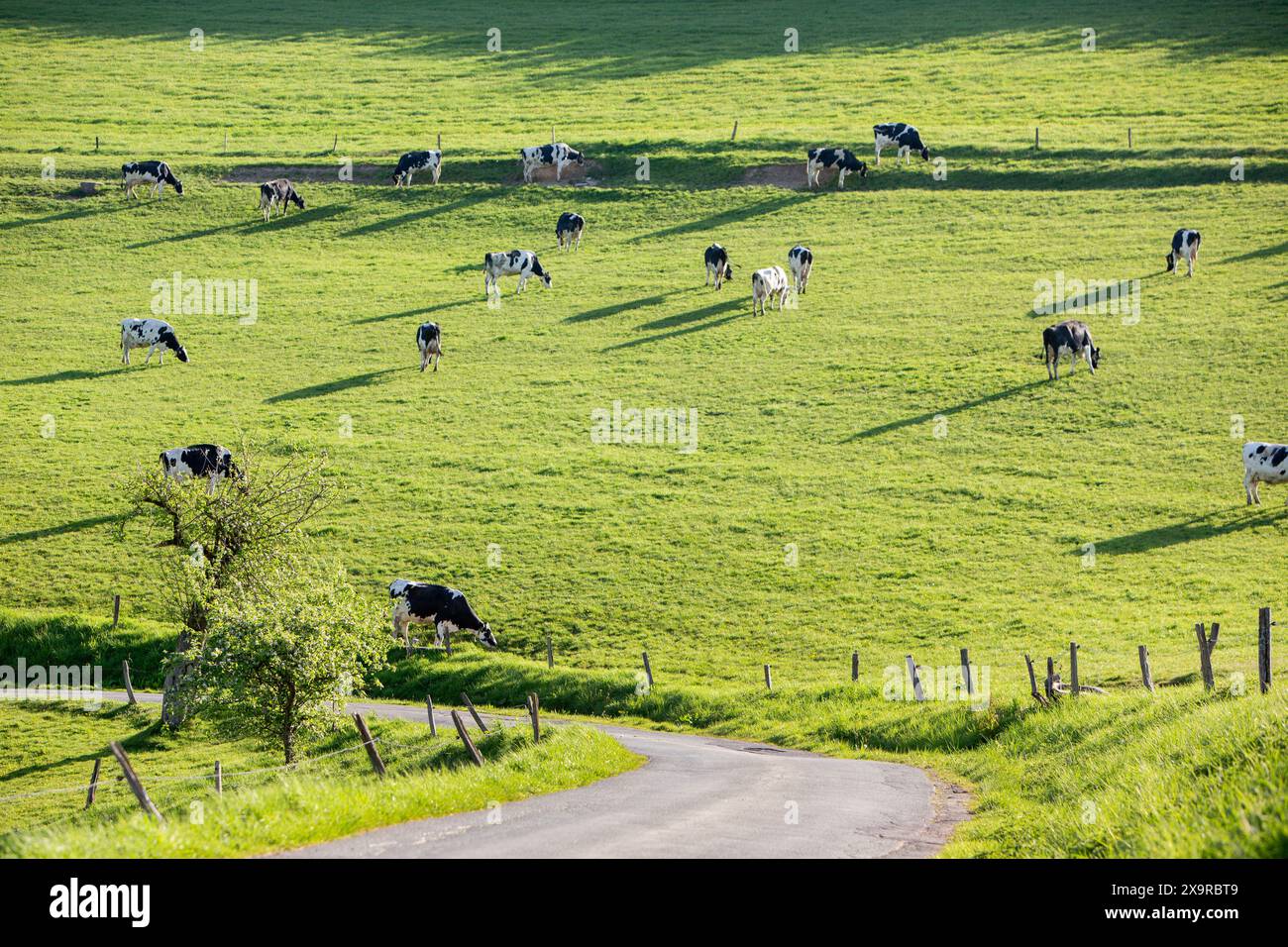 Hinterleuchtete Hangwiese mit schwarz-weiß gefleckten Kühen und Schatten im deutschen sauerland im Frühjahr Stockfoto