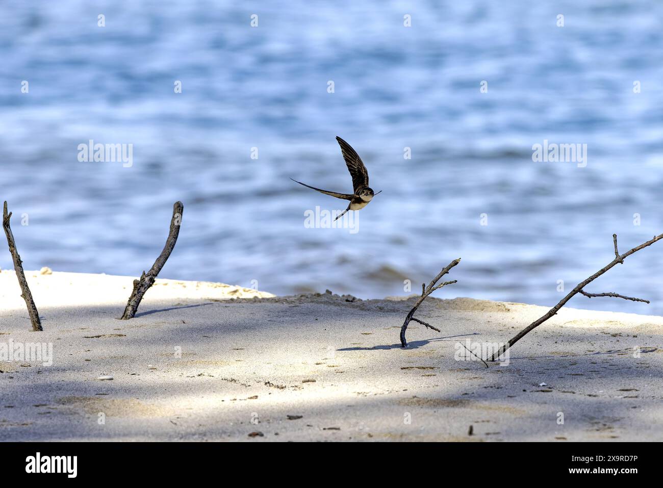 Der Sand martin (Riparia riparia) im Flug. Vogel auch bekannt als Uferschwalbe (in Amerika), Kragen-Sand-martin oder gewöhnlicher Sand-martin Stockfoto