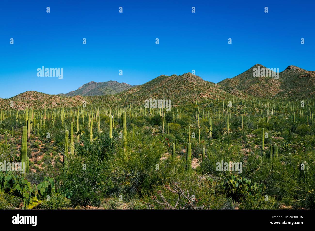 Berge bedeckt mit Kakteen im Saguaro-Nationalpark Stockfoto