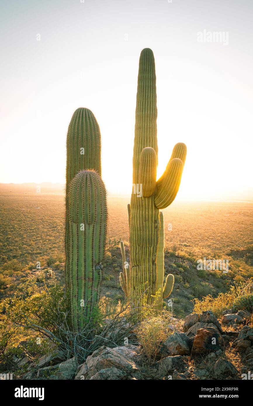Hinterleuchtete Saguaro-Kakteen bei Sonnenuntergang Stockfoto