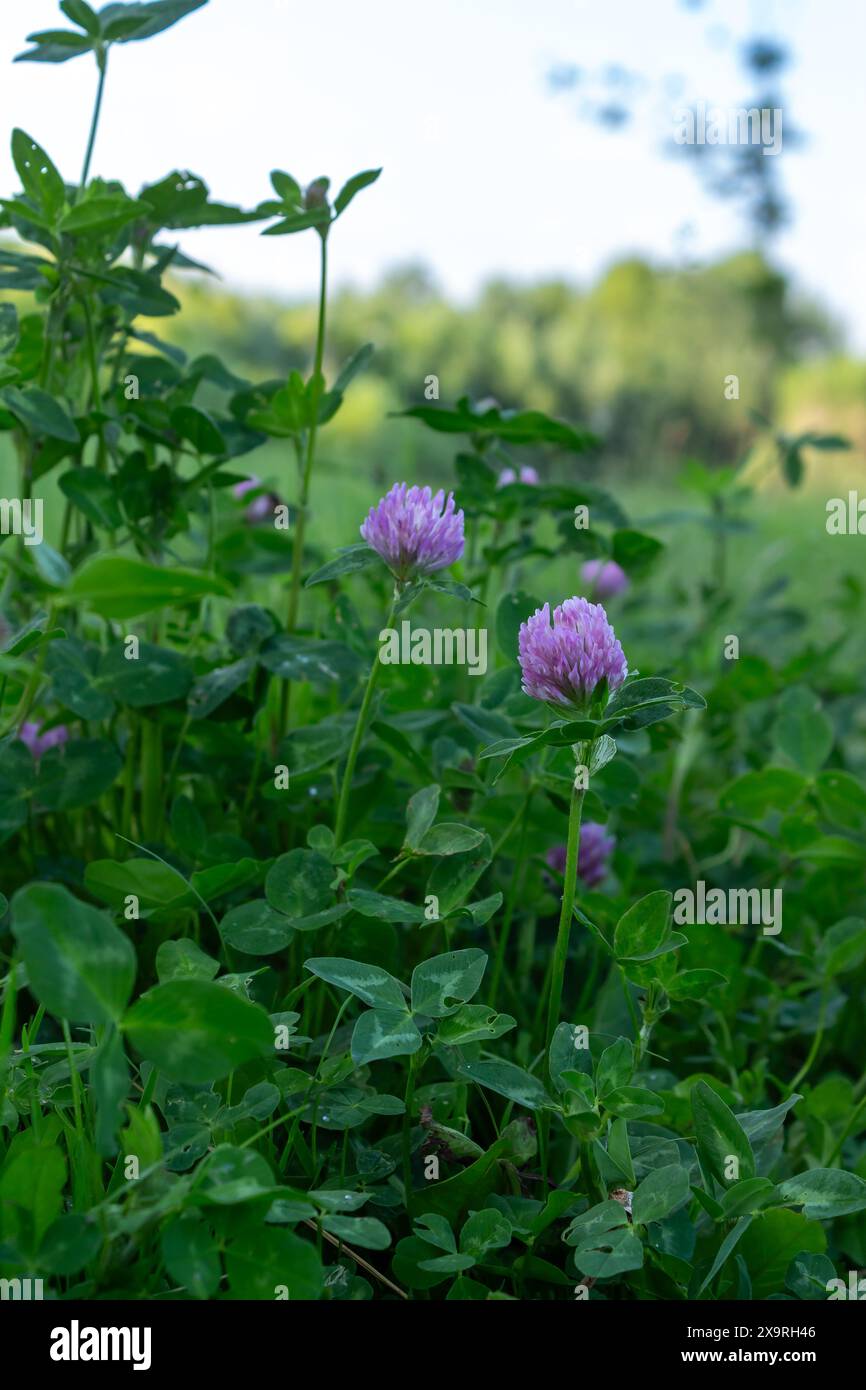 Schönheit ist überall um uns herum Stockfoto