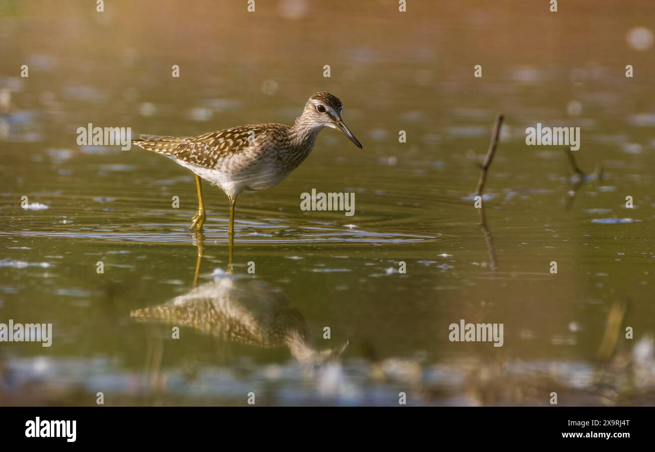 Holzsandfänger (Tringa glareola) auf der Suche nach Nahrung im Flachwasser, Woiwodschaft Podlakien, Polen, Europa Stockfoto