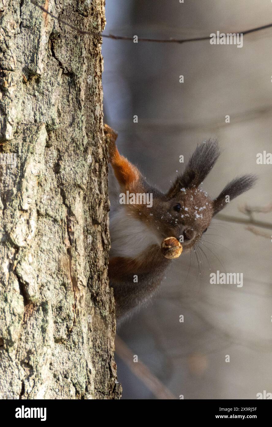 Eurasisches Rotes Eichhörnchen (Sciurus vulgaris) sitzt im frühen Herbst auf Eiche, Bialowieza Wald, Polen, Europa Stockfoto