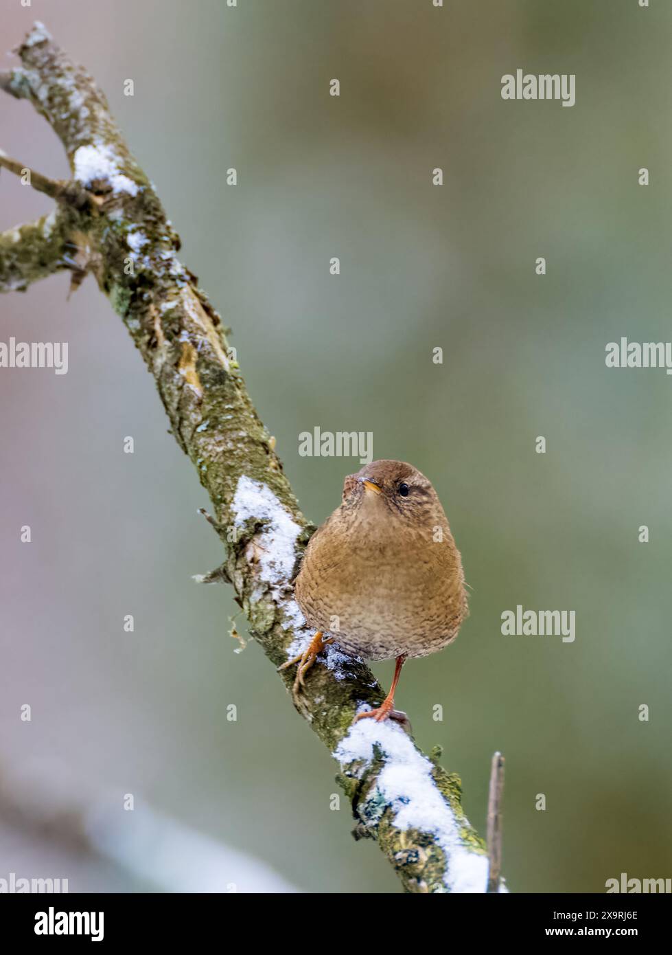 Eurasischer Zorn (Troglodytes troglodytes) auf trockener Ast im Winter, Bialowieza Forest, Polen, Europa Stockfoto