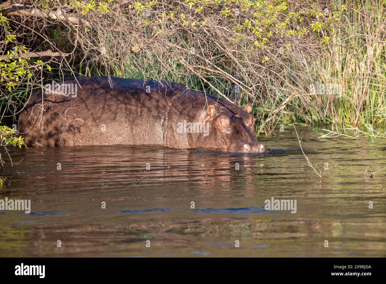 Namibia, Region Zambezia (Caprivi), Popa Falls, Okavango River, Hippopotamus „Hippo“ (Hippopotamus amphibius) Stockfoto