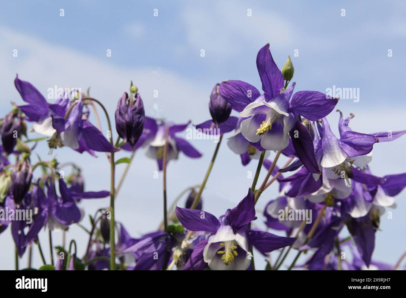 Eine Gruppe wunderschöne lila columbine Blumen Nahaufnahme und ein blauer Himmel im Hintergrund Stockfoto