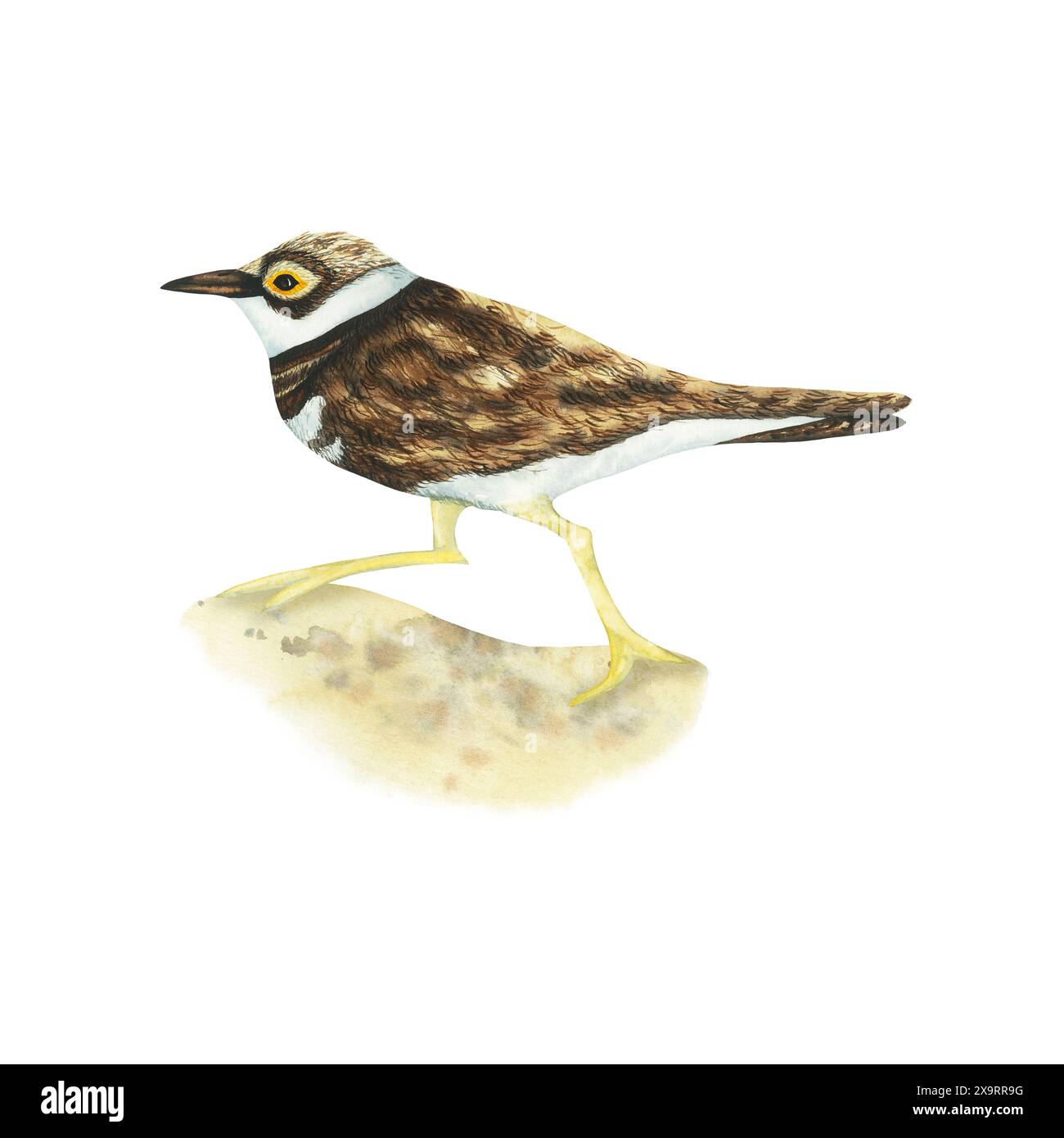 Realistische farbige wissenschaftliche Illustration des niedlichen kleinen Vogels beringter Plover (Charadrius dubius), der auf dem Sandufer isoliert auf weißem Hintergrund läuft Stockfoto