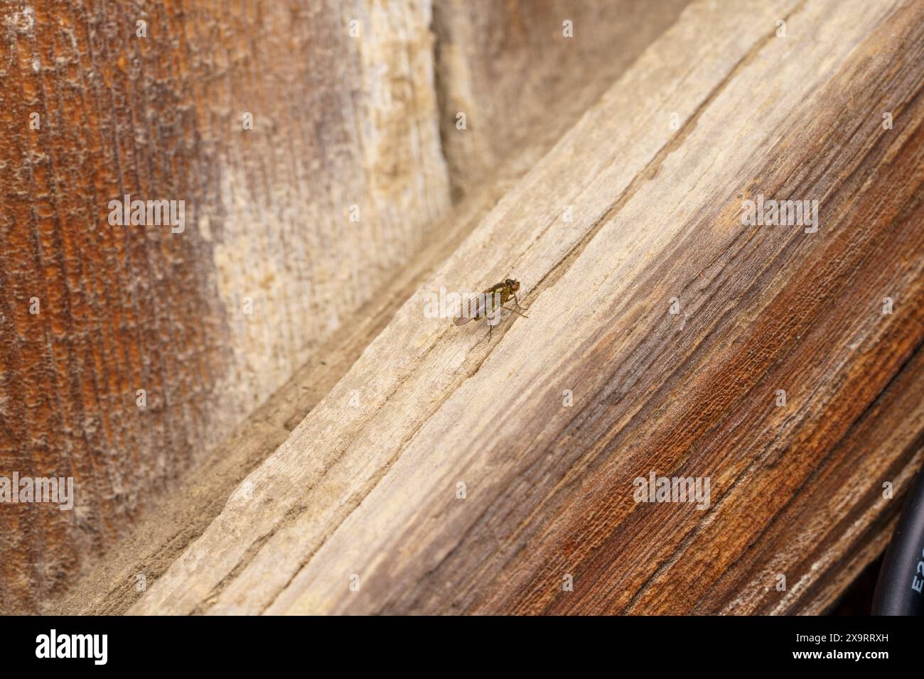 Familie Ephydridae Landfliege Solenfliege wilde Natur Insektenfotografie, Bild, Tapete Stockfoto