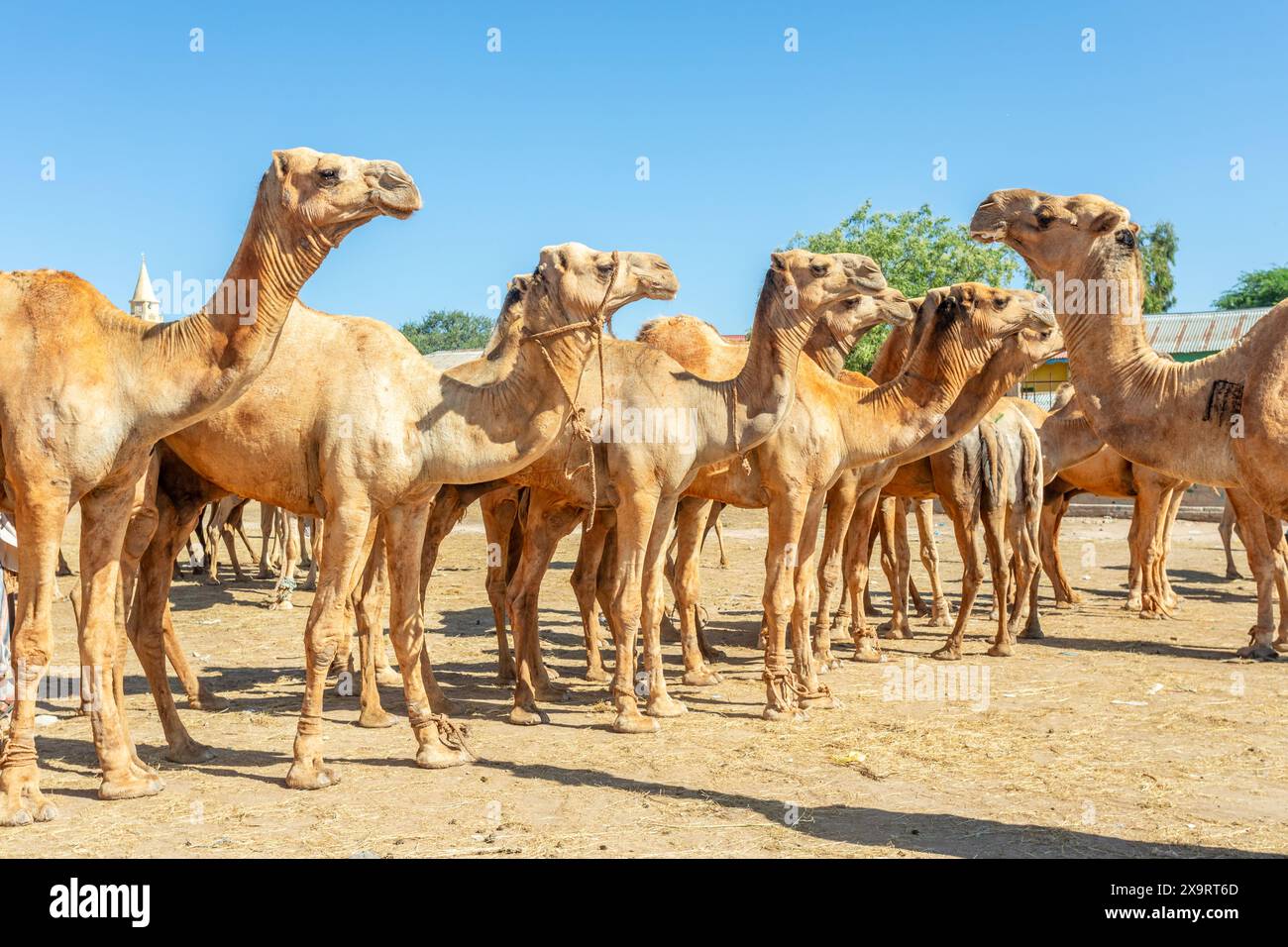 Viele Kamele stehen auf dem Hargeisa Viehmarkt in Somaliland zum Verkauf Stockfoto