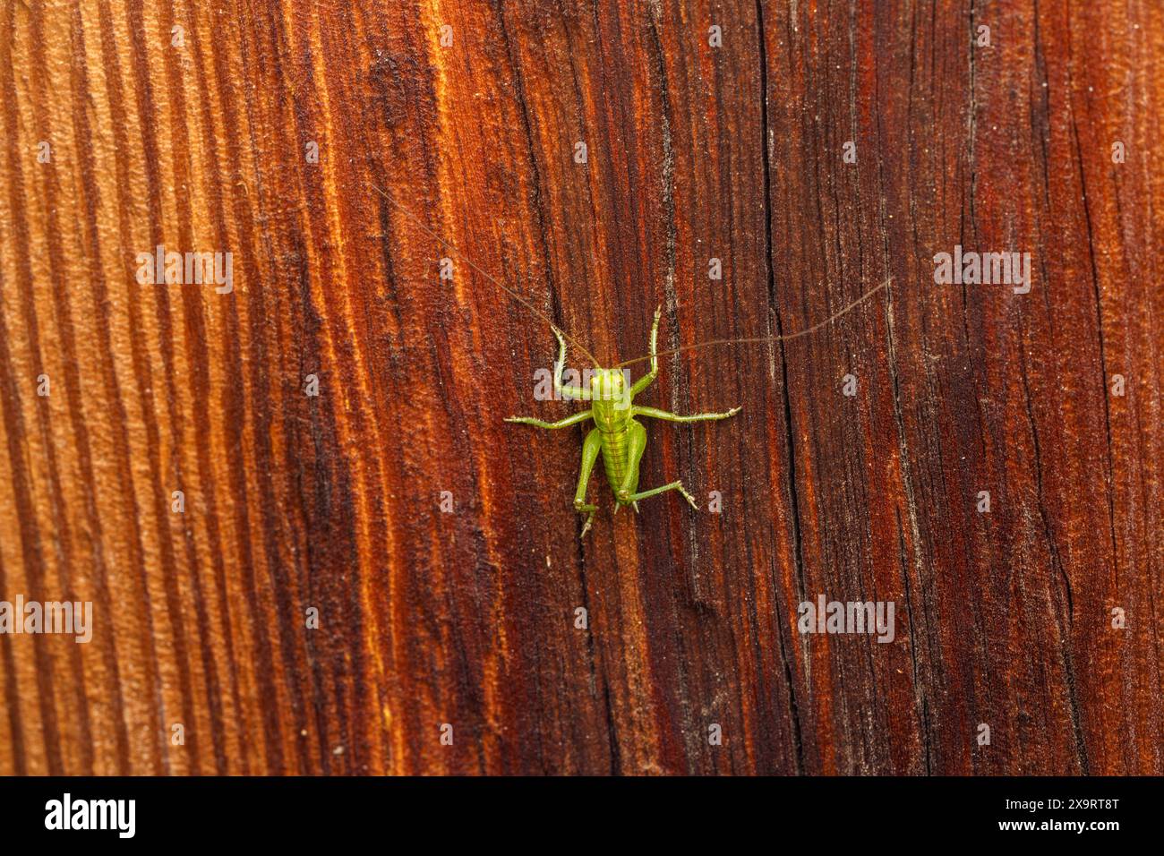 Tettigonia Cantans Familie Tettigoniidae Gattung Tettigonia Hochland grüne Buschgrille wilde Natur Insektenfotografie, Bild, Tapete Stockfoto