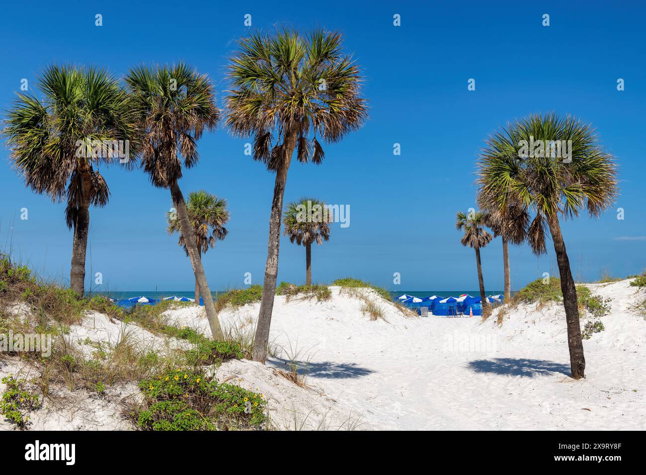 Palmen am Sandstrand in Clearwater Beach, Florida Stockfoto