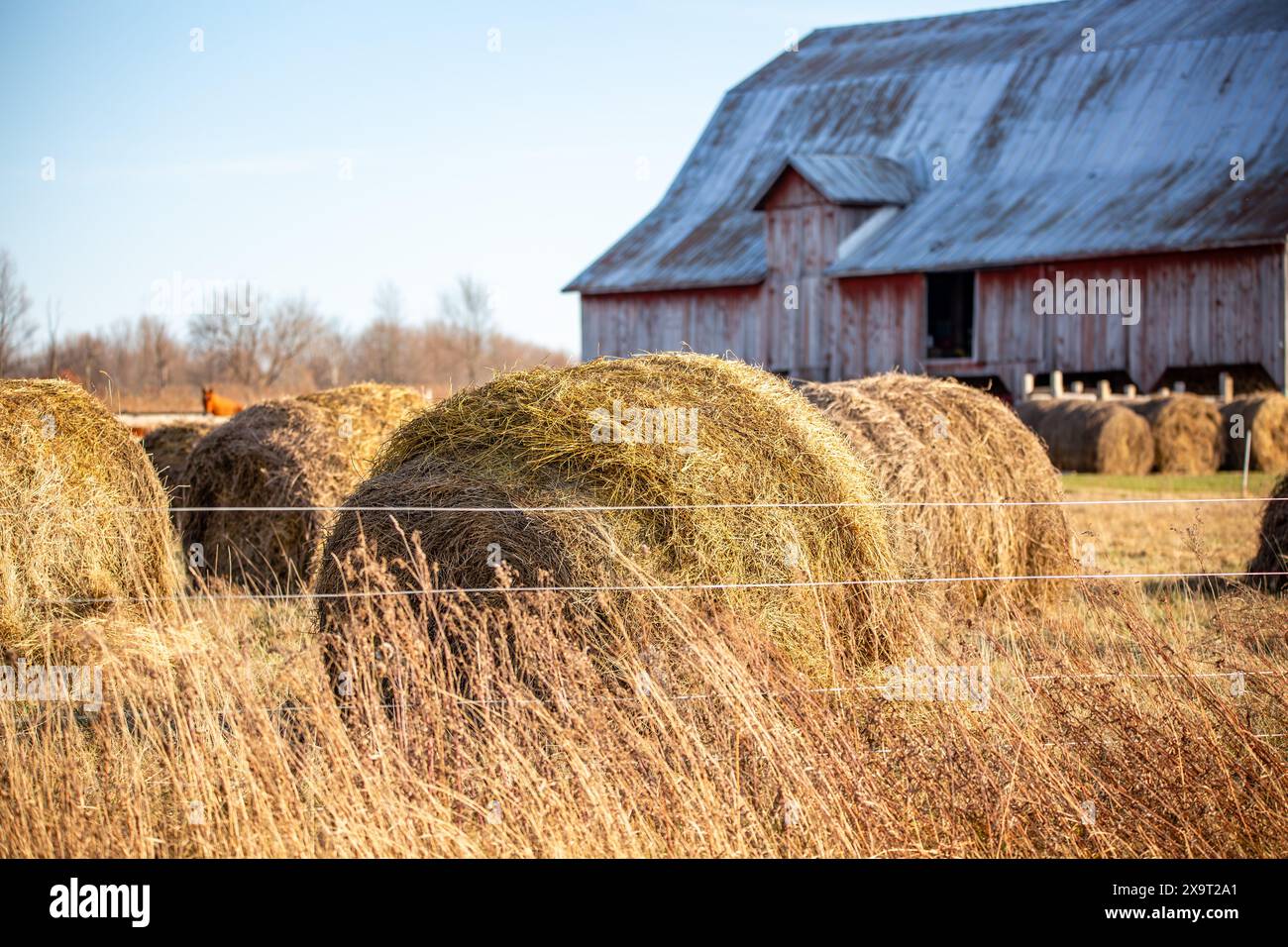 Nahaufnahme von runden Heuballen auf einer Farm in Wisconsin im November, horizontal Stockfoto