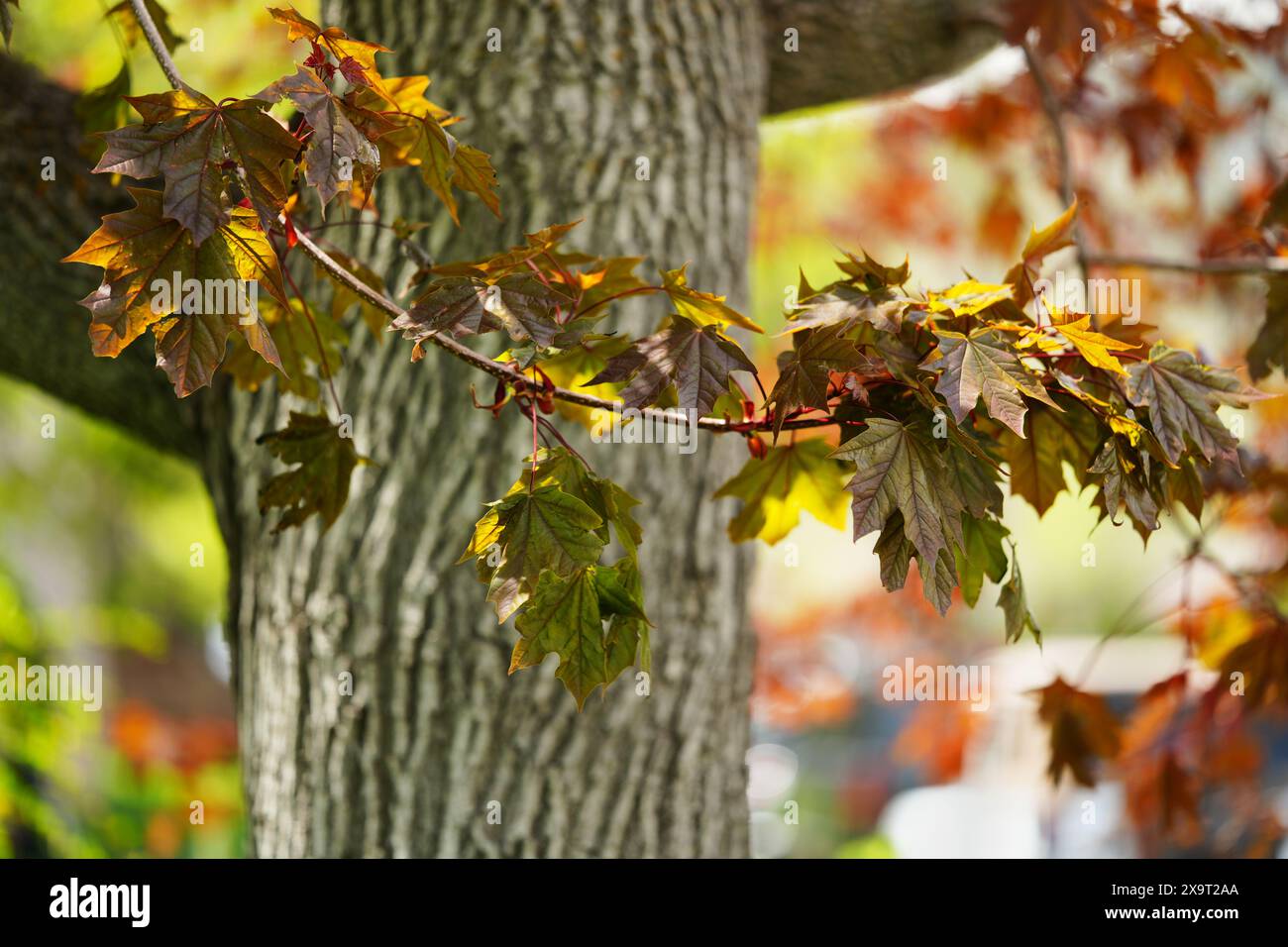 Norwegischer Ahornstamm mit mehrfarbigen Blättern Stockfoto