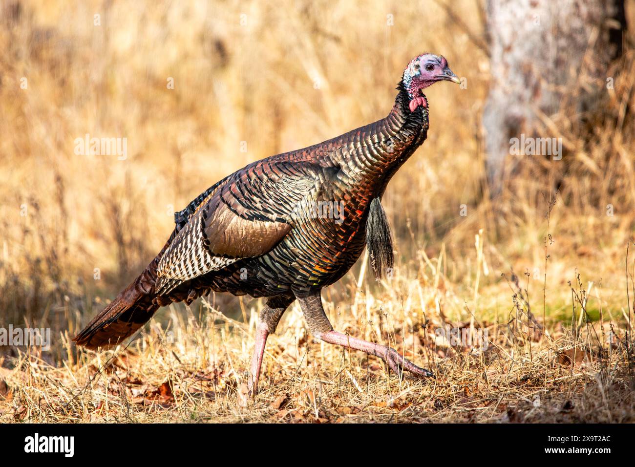 Männliche östliche wilde truthahn (Meleagris gallopavo) in einem Wisconsin-Feld im Herbst, horizontal Stockfoto