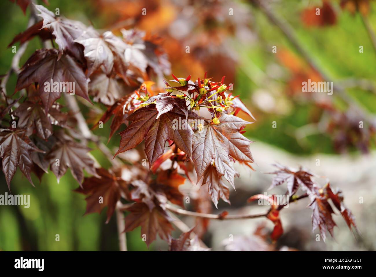 Norwegische Ahornblätter und Blumen Stockfoto