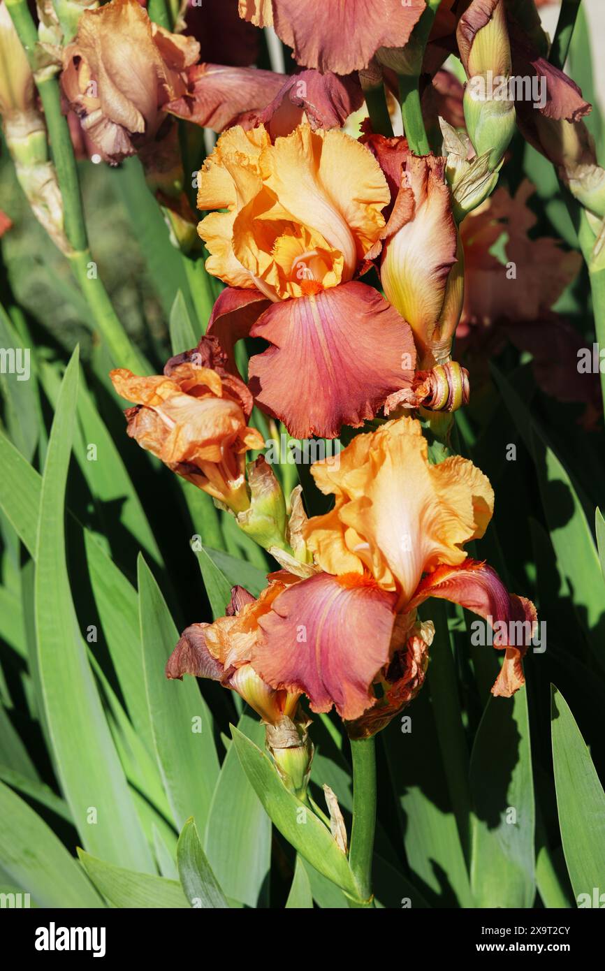 Orange- und kupferbärtige Iris „Lovely Senorita“ Stockfoto