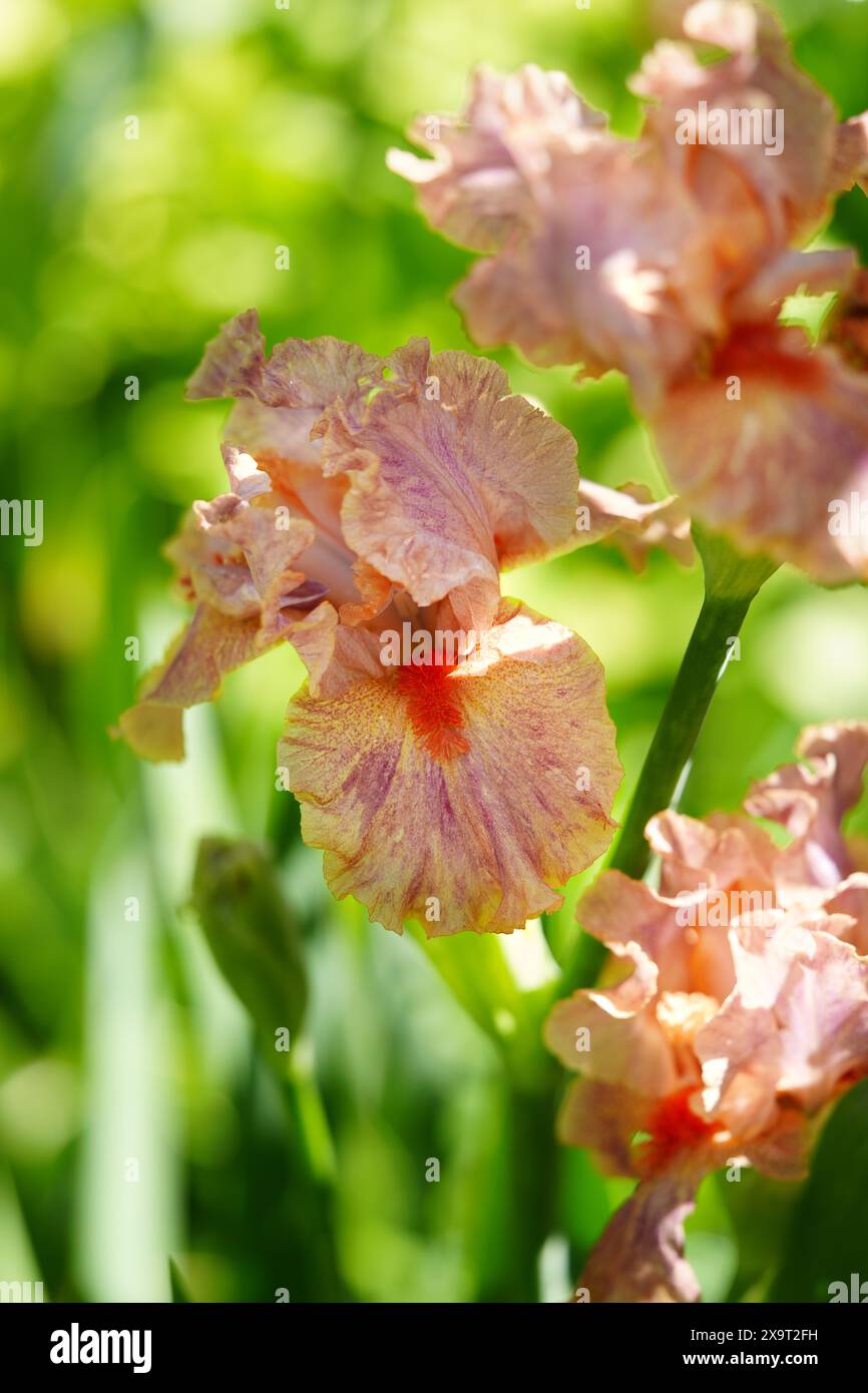 Pfirsichfarbene und violette Intermediate Bearded Iris „Synergy“ Stockfoto