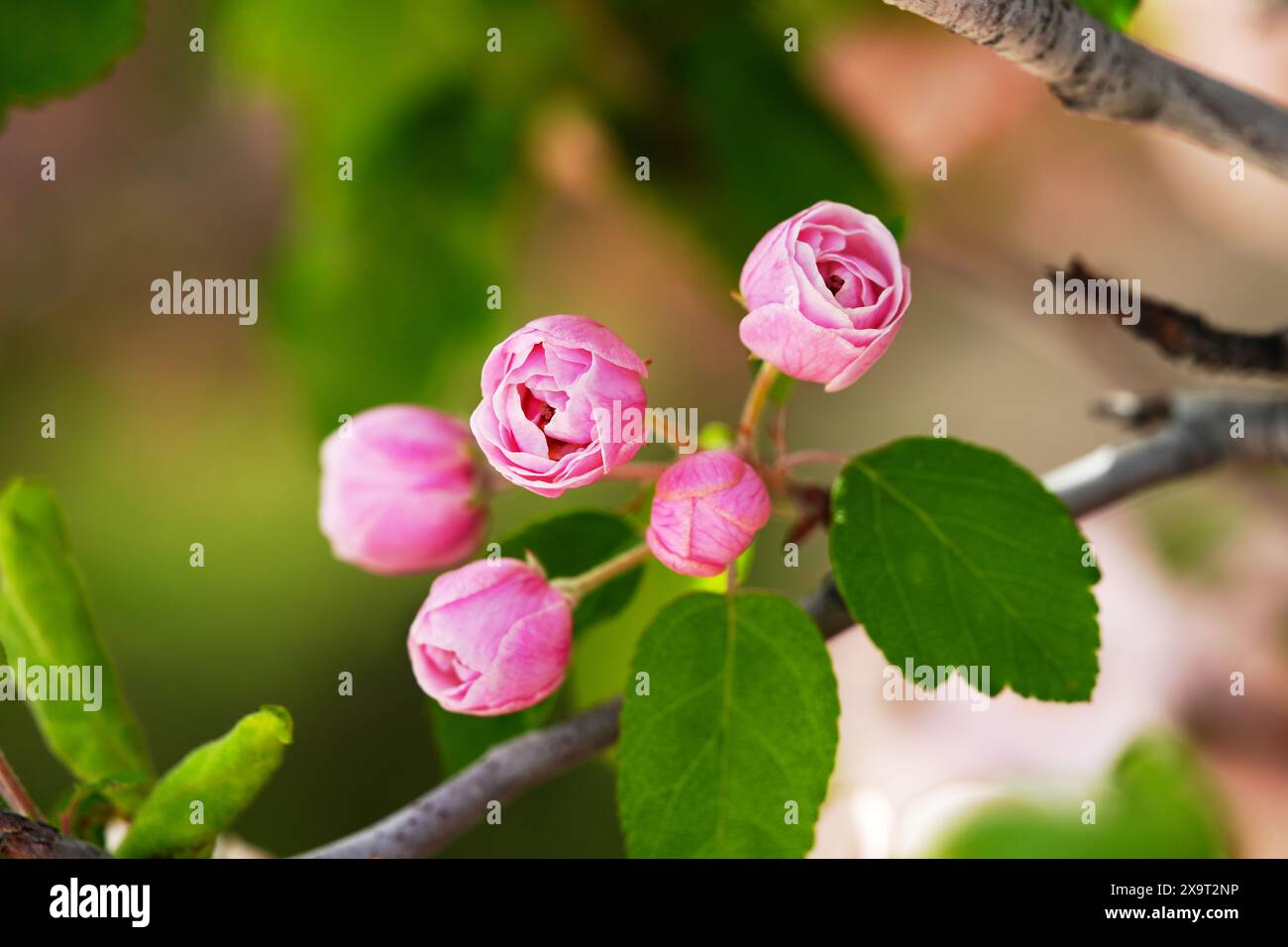 Pink Crabapple Blossoms Opening - Großaufnahme Stockfoto