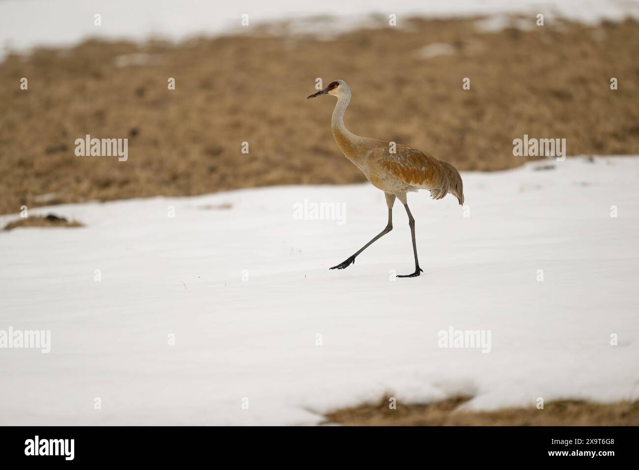 Sandhill Crane Walking im Yellowstone National Park Stockfoto