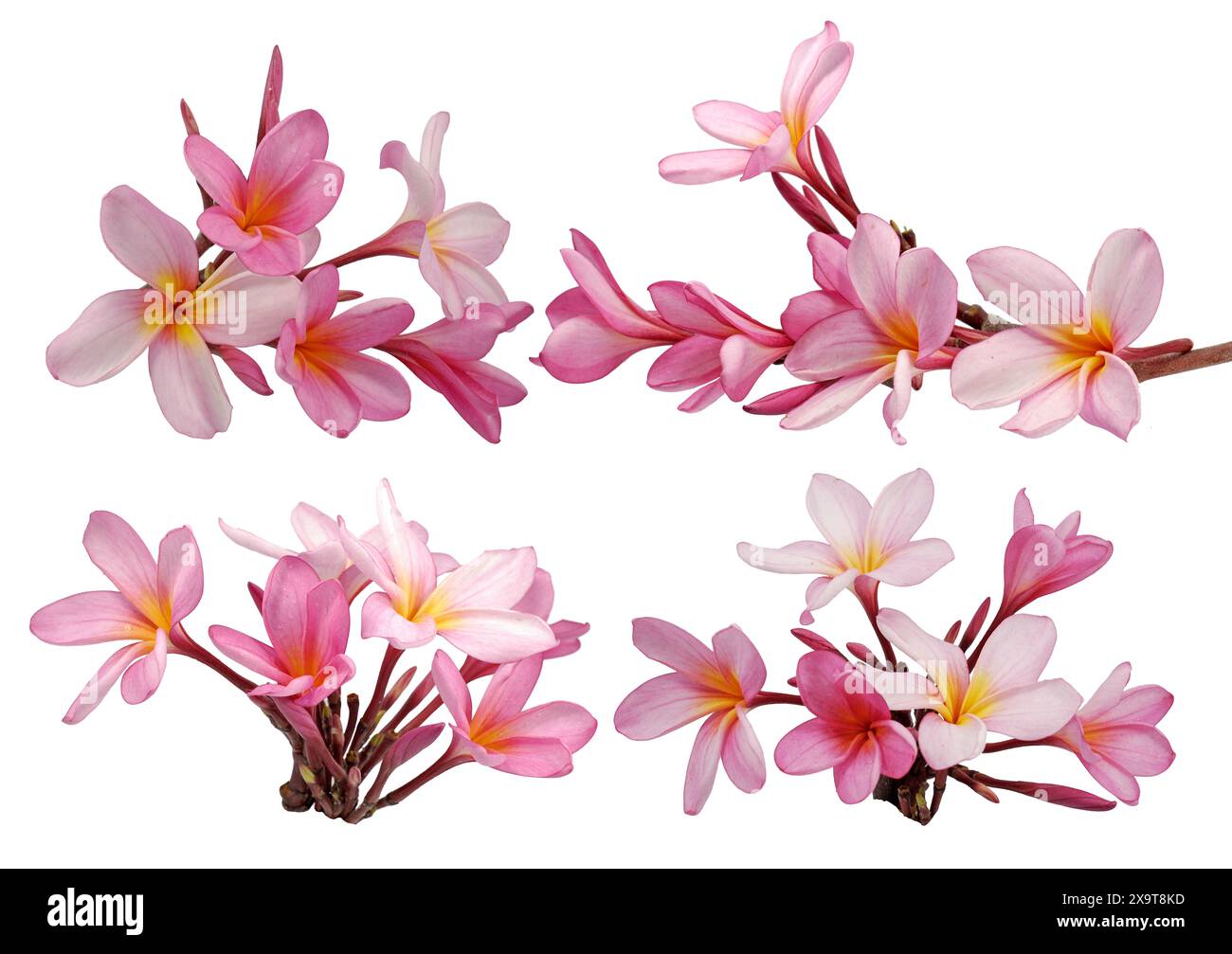 Set aus wunderschönen Frangipani- oder Plumeria-Blüten isoliert auf weißem Hintergrund Stockfoto