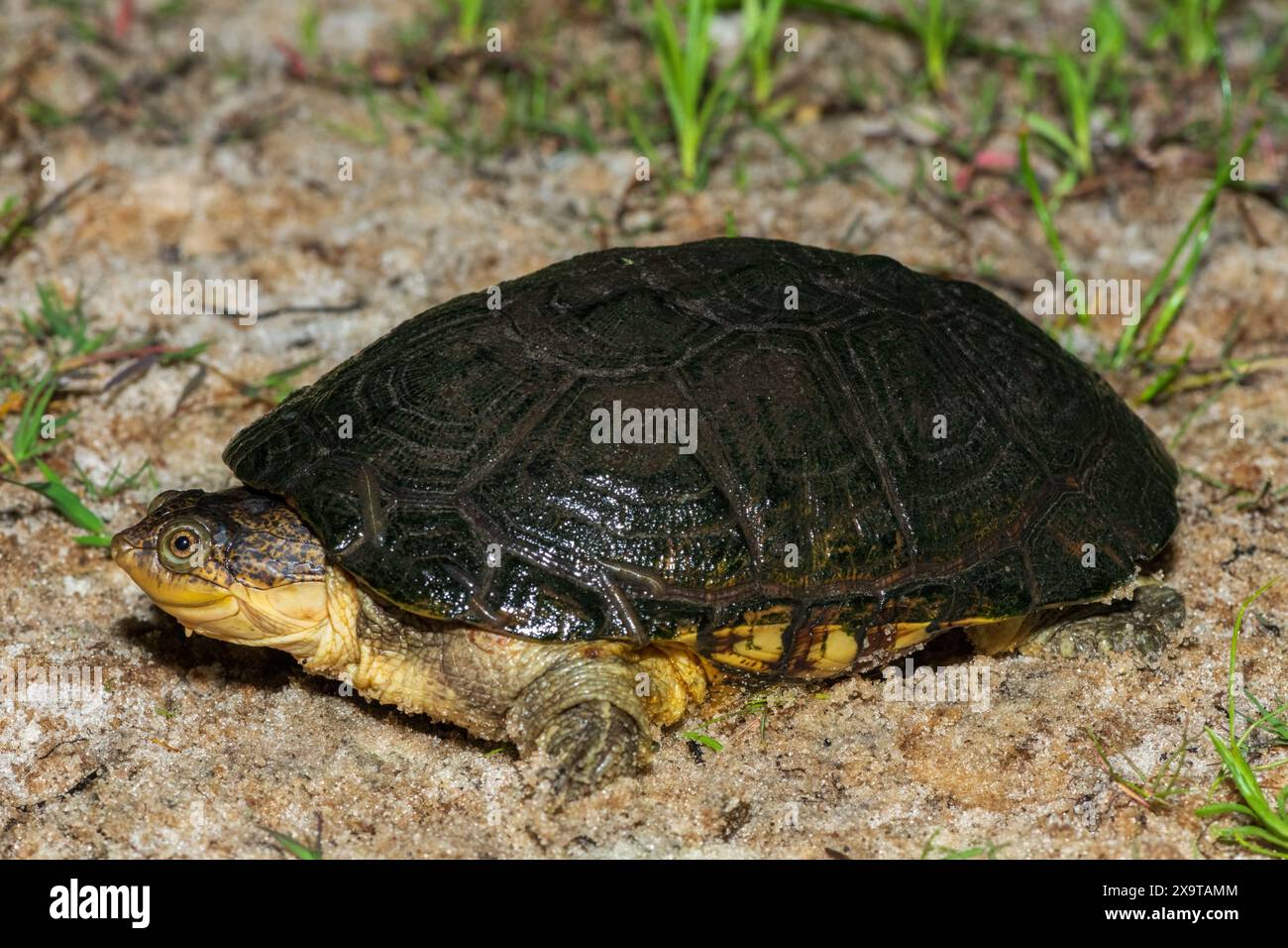 Eine süße Sumpfschildkröte (Pelomedusa subrufa), auch bekannt als die afrikanische Helmschildkröte, die Krokodilschildkröte oder die afrikanische Seitenhals-Schildkröte Stockfoto