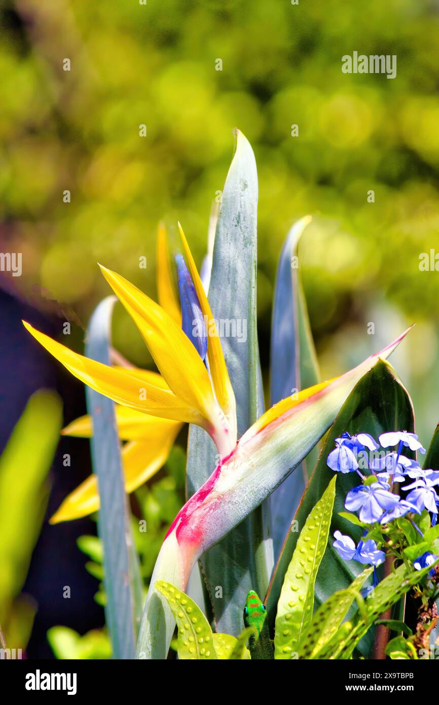 Bunte Pastellblume eines Paradiesvogels zwischen verschiedenen Blumen und Blättern. Stockfoto