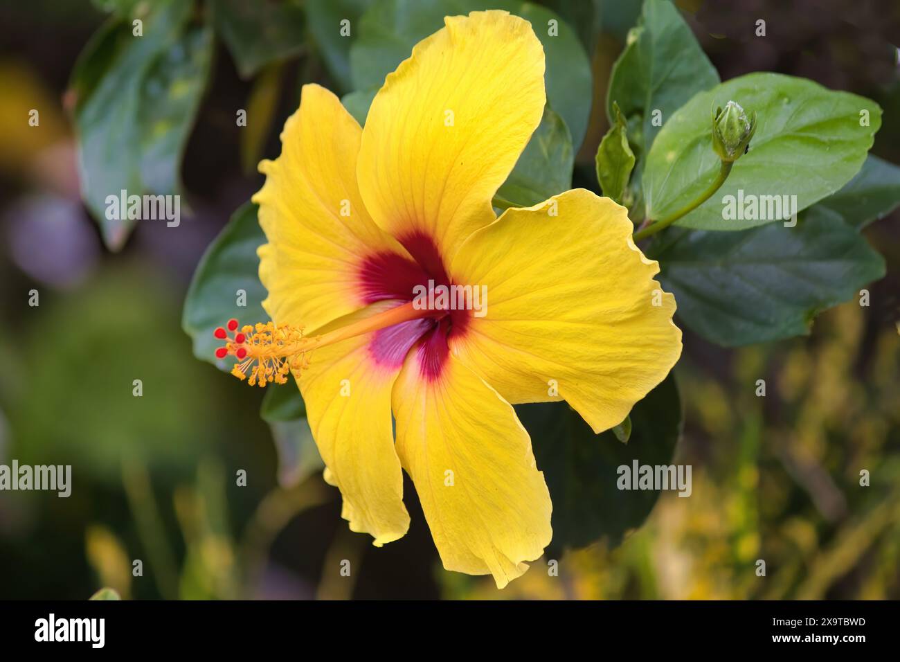 Leuchtend gelber und dunkelroter Hibiskus vor einem weichen, gedämpften grünen, unscharfen Hintergrund. Stockfoto