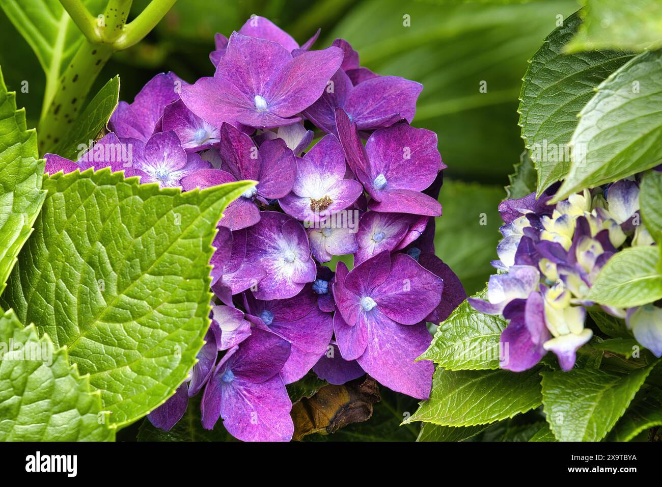 Hellviolette Hydrasie zwischen hellgrünen Blättern. Stockfoto