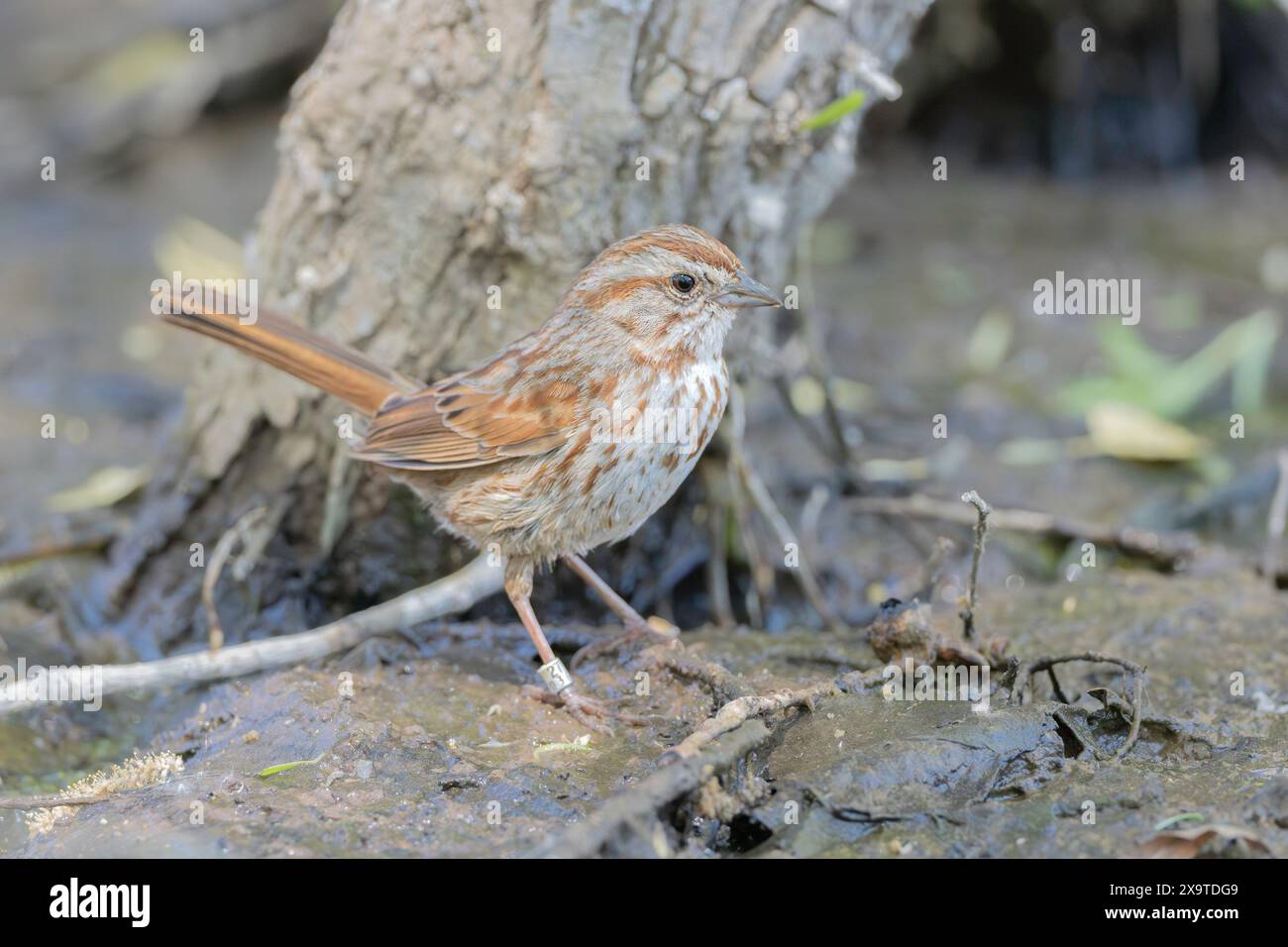 Ein Banded Song Sparrow in Arizona Stockfoto