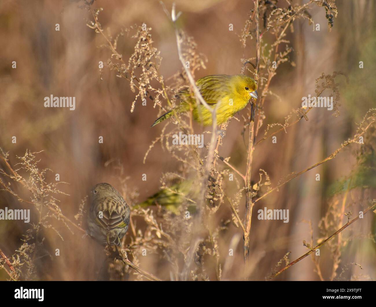 Freilebende safranfinke (Sicalis flaveola) oder Safranfalzen männlich (alle gelb) und weiblich, gesehen in Buenos Aires, Argentinien Stockfoto