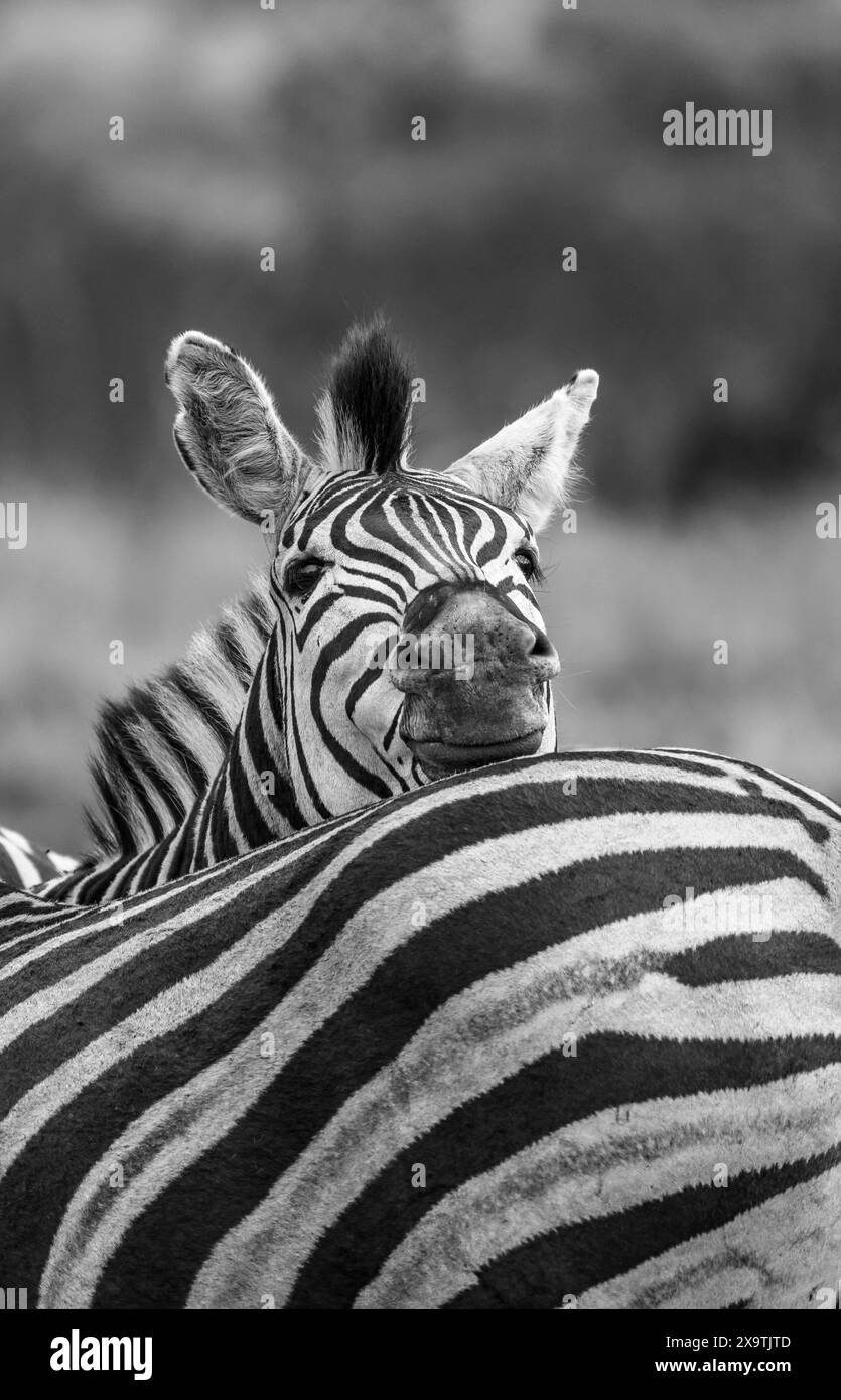 Plains Zebra (Equus quagga), das seinen Kopf auf einem anderen Zebra, Tierporträt, Schwarz-weiß-Fotografie, Kruger-Nationalpark, Südafrika Stockfoto