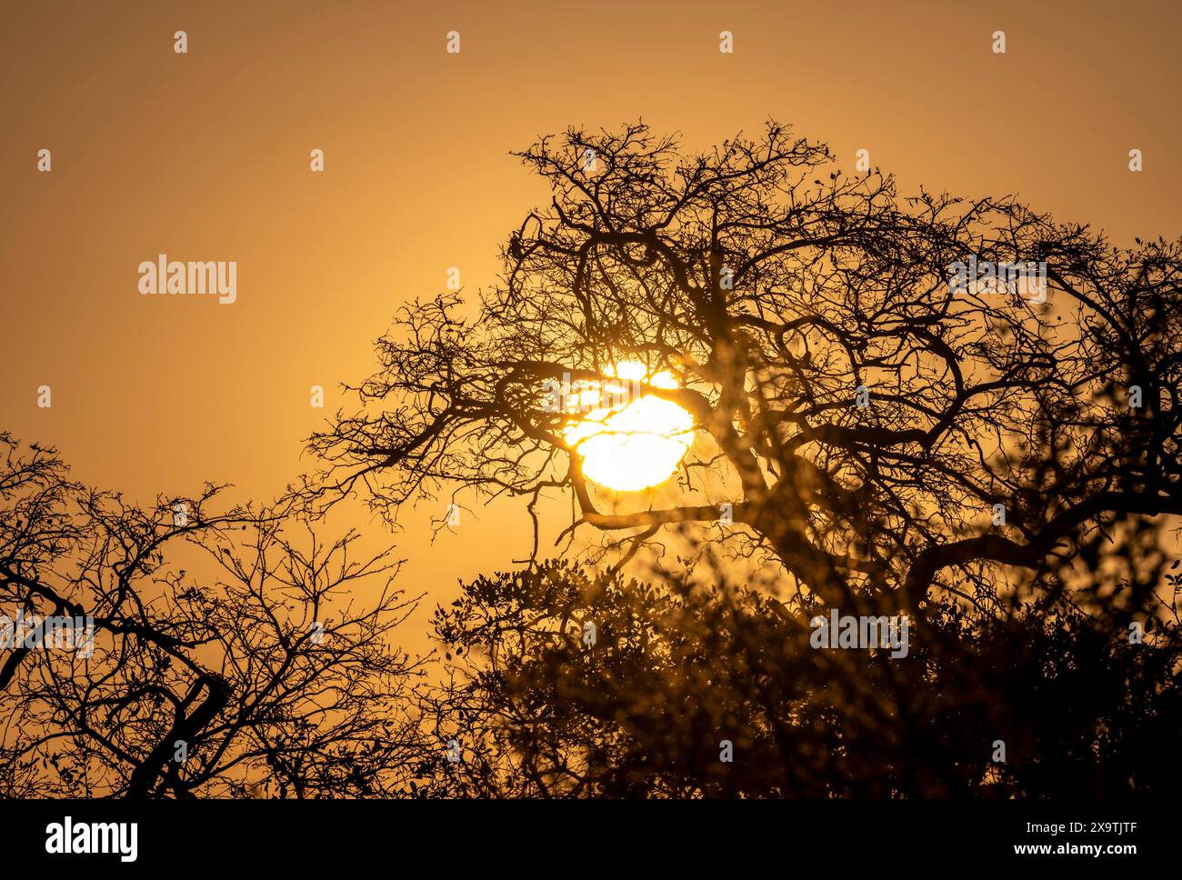 Sonnenuntergang hinter blattlosen Bäumen, afrikanische Savanne, Kruger-Nationalpark, Südafrika Stockfoto